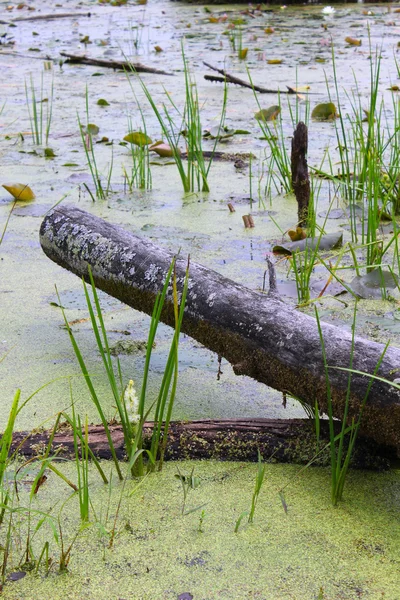 Swamp Log — Stock Photo, Image