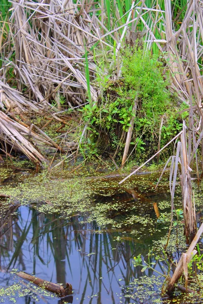 Swamp Duckweed — Stock Photo, Image