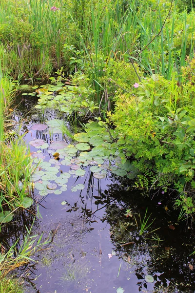 Swamp Plants — Stock Photo, Image