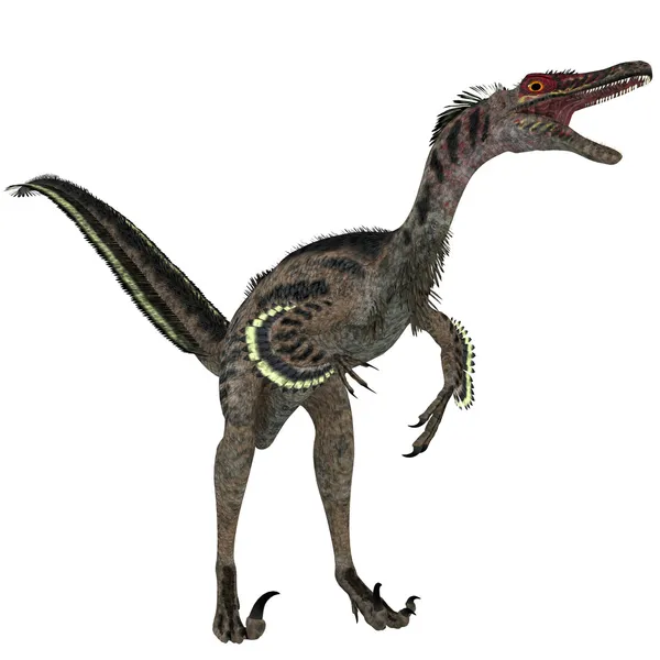 Velociraptor em Branco — Fotografia de Stock