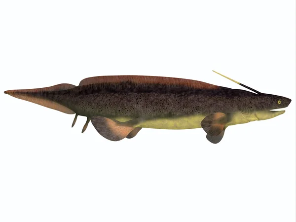 Xenacanthus fisk på vit — Stockfoto