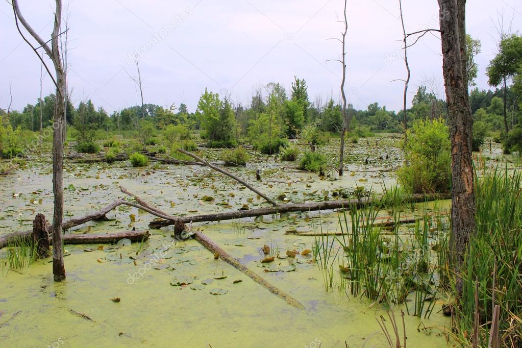 Swamp Habitat