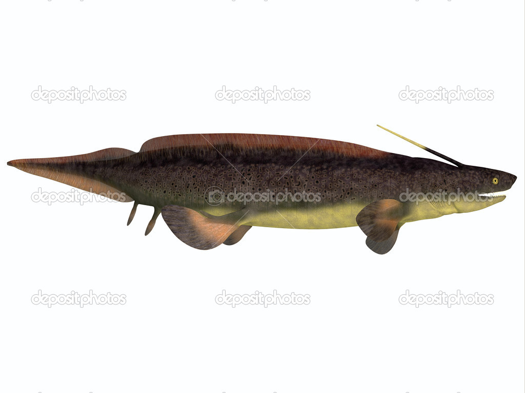 Xenacanthus Fish on White