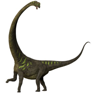 Mamenchisaurus youngi beyaz