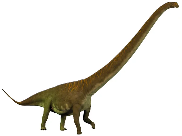 Mamenchisaurus hochuanensis 프로필 — 스톡 사진