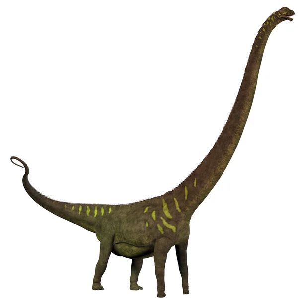 Mamenchisaurus youngi profili — Stok fotoğraf