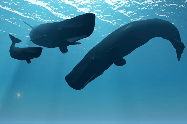 Encontro de baleias de esperma — Fotografia de Stock