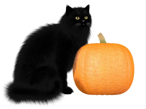 Schwarze Katze und Kürbis — Stockfoto