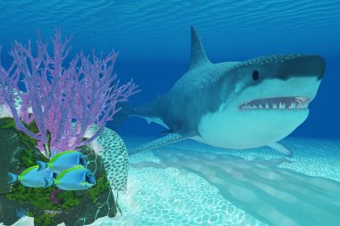 Prehistorik köpekbalığı Megalodon
