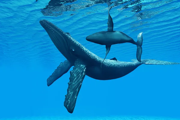 Unión de ballenas jorobadas — Foto de Stock