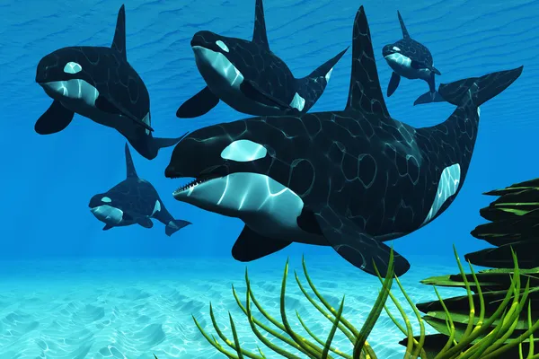 Ocean Killer Whales — Stock Photo, Image