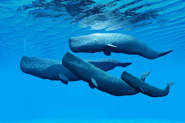 Sperm Whale Family — Stock Photo, Image