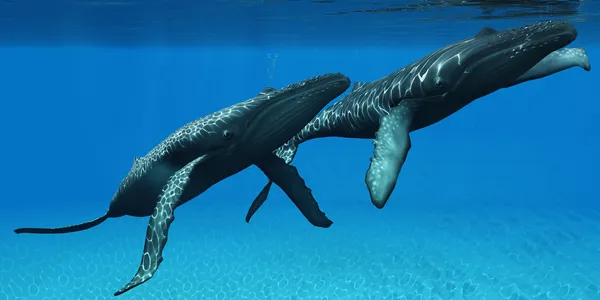 Ballenas jorobadas Surgiendo — Foto de Stock