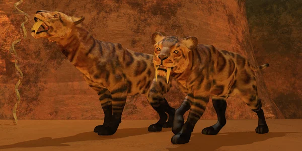 Саблезубый тигр — стоковое фото
