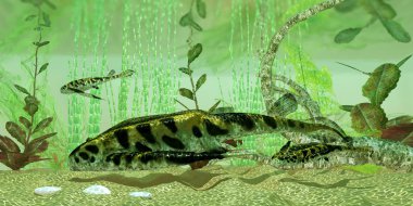 Bothropelpis Nehri