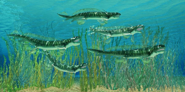 Devoniyen Orthacanthus köpekbalıkları — Stok fotoğraf