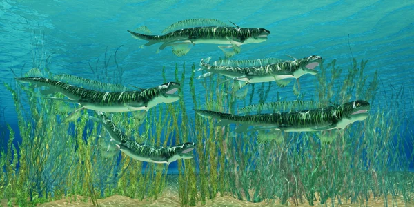 泥盆纪 Orthacanthus 鲨鱼 — 图库照片