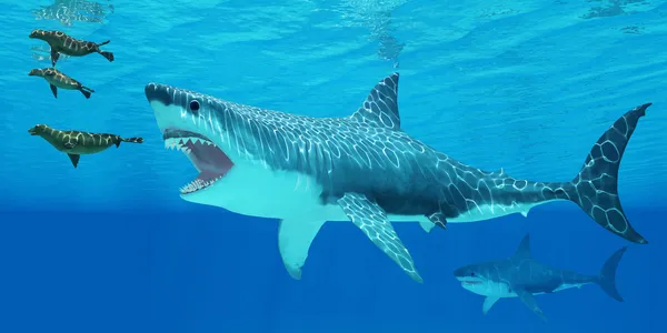 Megalodon attacks a Seal — Stock Photo, Image