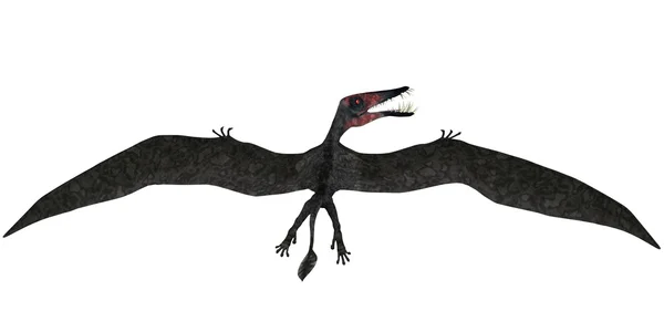 白色衬底上的 dorygnathus 航班 — 图库照片