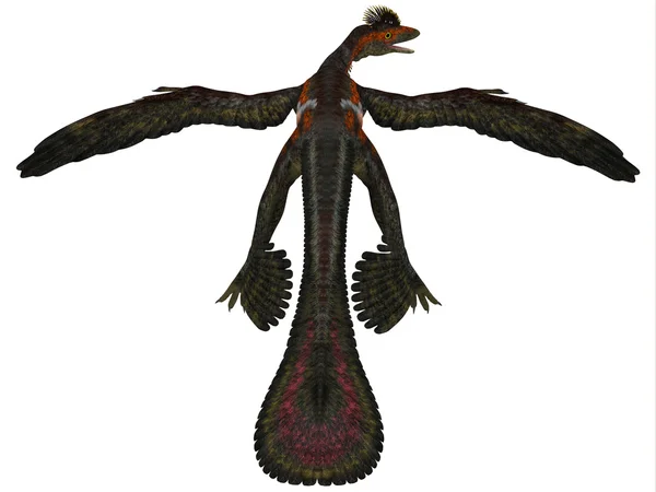 Perfil de Microraptor en Blanco —  Fotos de Stock