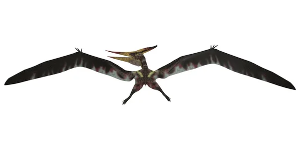 Voo Pteranodon em Branco — Fotografia de Stock