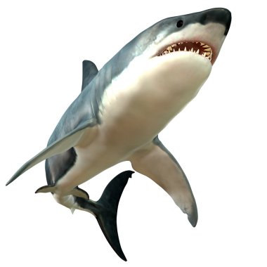 büyük beyaz köpekbalığı vücut