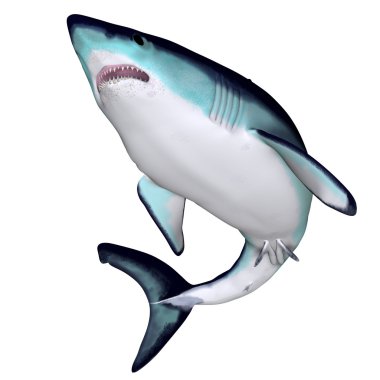 MACO köpekbalığı