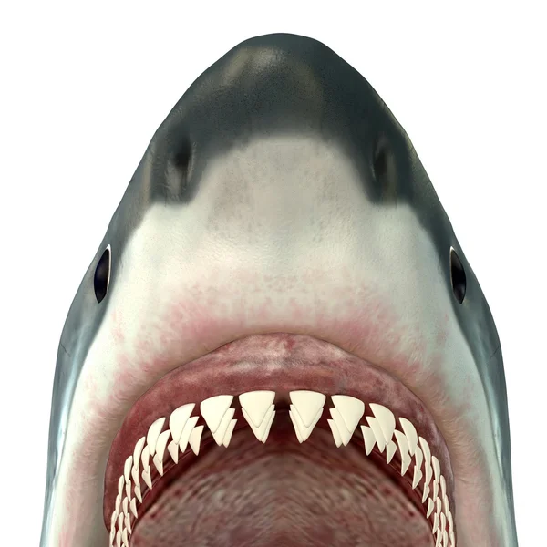 Great White Shark Jaws — Stock Photo, Image