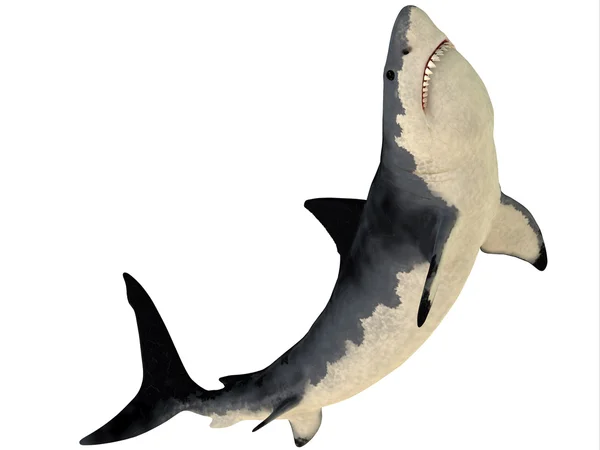 Megalodon profil — Zdjęcie stockowe