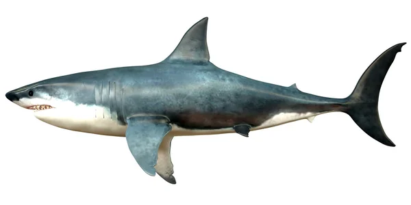 Megalodon Side Profile — Stock Photo, Image