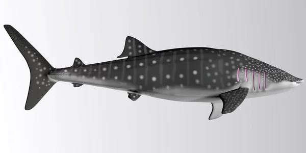 Профиль китовой акулы — стоковое фото