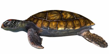 yeşil deniz kaplumbağası