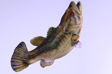 Largemouth Bass Side Profile clipart
