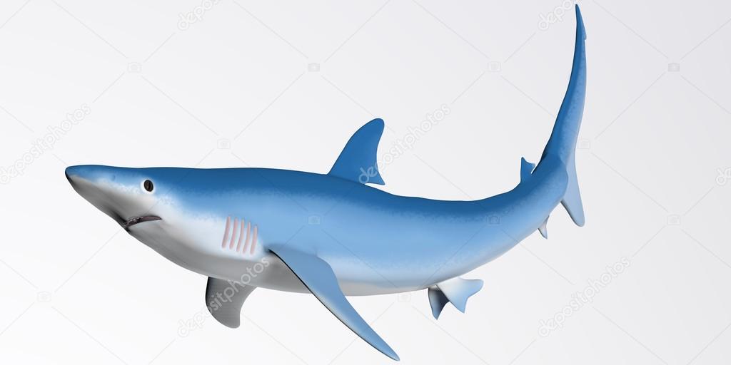 Blue Shark Profile