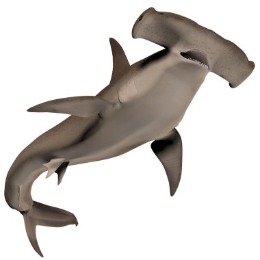 Hammerhead Shark clipart