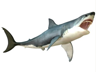 Büyük beyaz köpekbalığı saldırısı