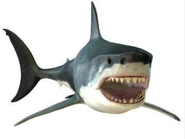 büyük beyaz köpekbalığı ağız
