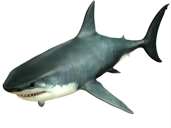 Great White Shark Upper — Stock Photo, Image