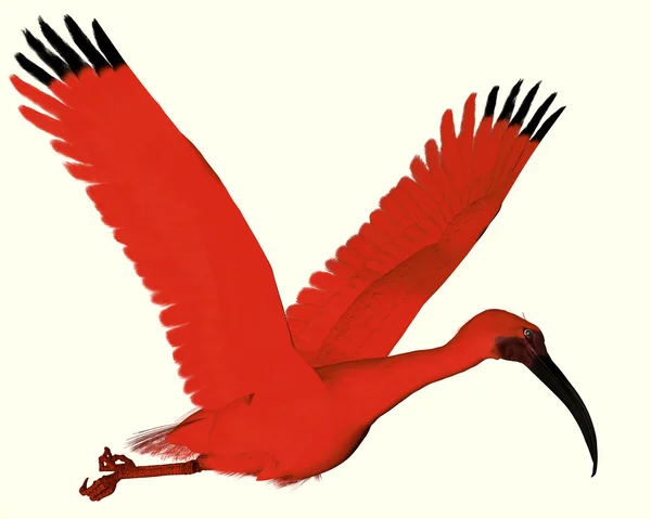 Ibis écarlate — Photo