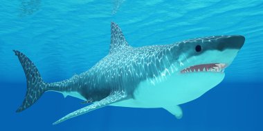 Büyük beyaz köpekbalığı denizaltı