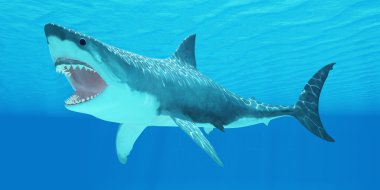 büyük beyaz köpekbalığı sualtı
