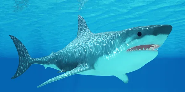 Great White Shark Undersea Stock Image