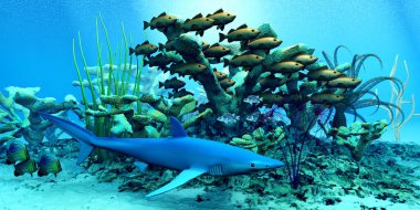 Bir Bocaccio kaya balığı sürüsü resifte yüzer ve mavi köpekbalığına dikkat eder..