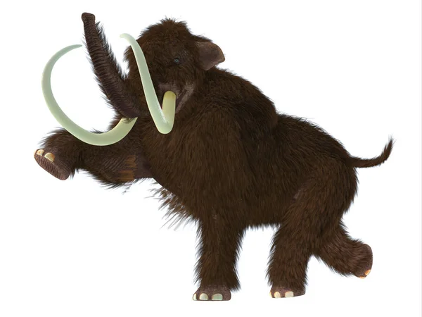 Woolly Mammoth Herbivorous Mammal Lived Pliocene Pleistocene Periods Asia Siberia — Stock Photo, Image