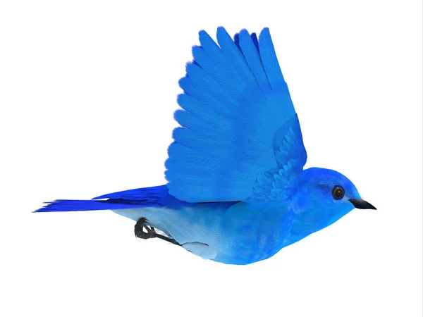 Der Bluebird Happiness Ist Ein Symbol Der Freude Und Der — Stockfoto