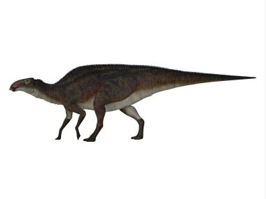Brachylophosaurus, Kretase döneminde Kuzey Amerika 'da yaşamış otçul bir hadrosaur dinozoruydu..