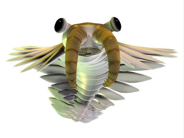Anomalocaris Był Stawonogiem Drapieżnym Zwierzęciem Żyjącym Morzach Kambru Kolumbii Brytyjskiej — Zdjęcie stockowe