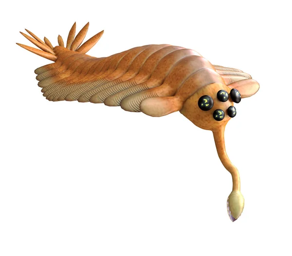 食人鱼是一种节肢动物 生活在不列颠哥伦比亚省寒武纪的海洋中 — 图库照片
