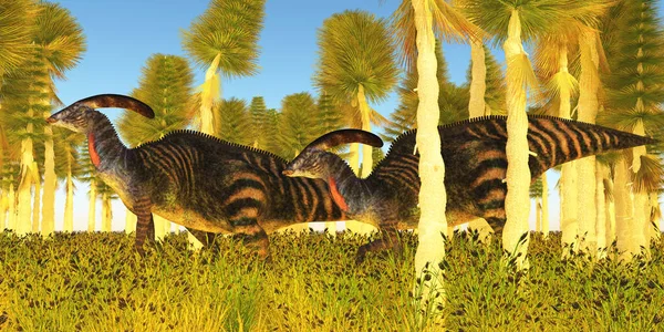 Dva Býložravci Parasaurolophus Hadrosaur Dinosauři Cestovat Lesem Cycad Během Období — Stock fotografie