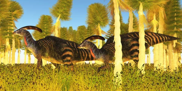 Dos Dinosaurios Herbívoros Parasaurolophus Hadrosaur Viajan Través Bosque Cycad Durante —  Fotos de Stock